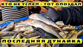 ❌ Запрет на вылов Дунайки 🐟 Что продают в Рыбном ряду на Привозе в Одессе 25.04.2024 🎥