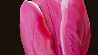 Tulip