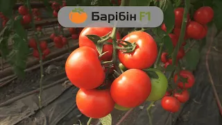 Барібін F1 — високорослий червоноплідний гібрид томатів