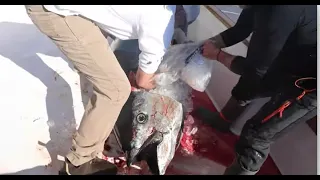 What it's REALLY Like When You Catch and Sell a Giant Blue Tuna (Ain't The Same As Wicked Tuna!!)