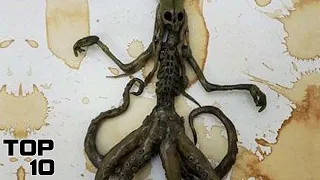 Top 10 Strangest Animals Recovered From Chernobyl