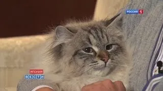 Putin's gift cat finally meets Japanese owner