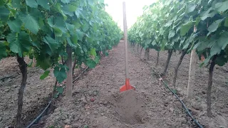 Watering the vine in summer. (Practical advice when grapes need water).