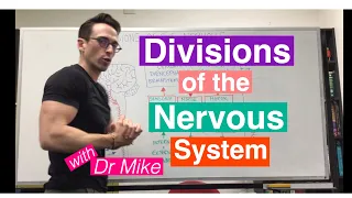 Divisions of the Nervous System | Nervous System