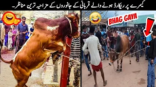 20 Qurbani Animals Funny Moments Caught On Camera