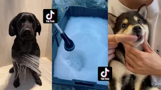 Satisfying Dog Bath Day ASMR Tiktok Compilation 🧼| Bubbles Asmr