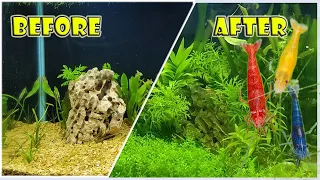 Part 2: ചെടികൾ നിറഞ്ഞ ഒരു ഷ്രിമ്പ് / ഫിഷ് അക്വാറിയം! (fully planted Shrimp and fish tank  update.