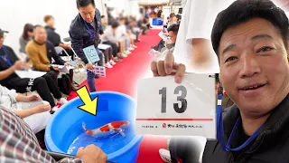 Dainichi Koi Auction 2023 Japan!!