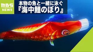 本物の魚と一緒に泳ぐ『海中鯉のぼり』カツオやマグロをデザインしたものも　和歌山県（2022年5月1日）