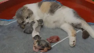 The mother cat gave birth to 5 kittens inside a nest made of an old car tire - Part 1