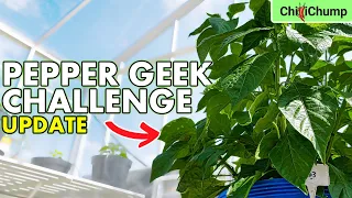 Pepper Geek Challenge: Monster Dorset Naga Update