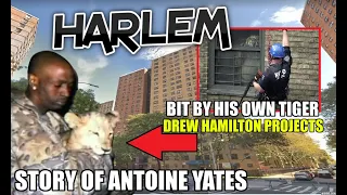 Harlem - Bit By A Full Grown Tiger In Drew Hamilton Projects - The Story Of Antoine Yates