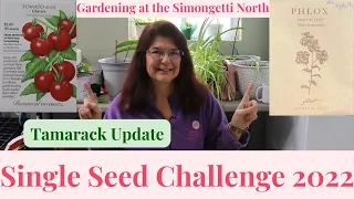 Single Seed Challenge 2022 // Gardening at the Simongetti North