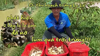 Đi Thu Hoạch Trứng Le Le  Và Phát Hiện Thêm 2 Bầy Le Le Con