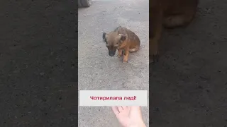 🐶 Яка грайлива! Чудова собака замилувала військових