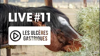 [ LIVE VÉTO 👨‍⚕️] #11 Ulcères gastriques