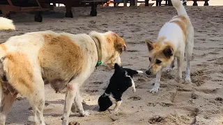 Heartbreaking | The mother dog patiently faces her four babies who are now starting to be active.