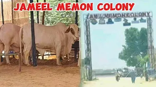 Visit To Jameel Memon Colony | Wenda Time | Shah Subhani Dairy And Cattle Farm