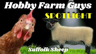 HFG Farm Animal Spotlight: Suffolk Sheep