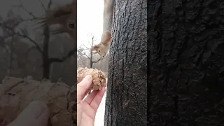 Белка не оценила шишку / The squirrel did not appreciate the cedar cone