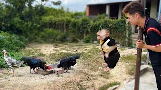 Monkey Max excitedly explores his new home & surprise meets the chicks