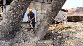 Anticipate disaster..!!cut down 2 disturbing trees that threaten the safety of the house