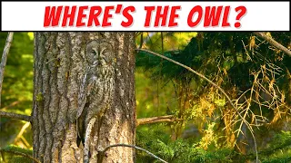 Find the Animal Game | Can you find all the hidden animals? | Animal Quiz 🔍🐍🐘