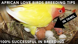 african lovebirds breeding tips in tamil (100% successful)