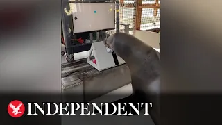 Sea lion plays video game as part of US Navy research