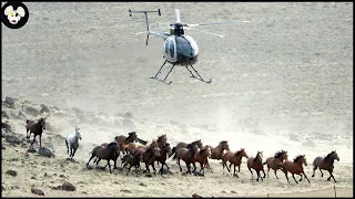 Farmers And The US Government Deal With Millions Of Wild Horses This Way