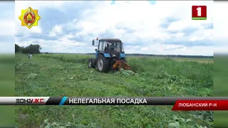 В Любанском районе уничтожили 1,5 гектара дикорастущей конопли. Зона Х