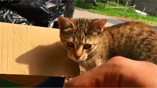 Cute Hungry Kitten Hunting Food In The Trash Box, She Is Adorable  - Anak Kucing Lucu, Cats Meowing