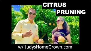 Pruning Citrus |  HOW, WHY, WHEN... AND SO MUCH MORE!!!