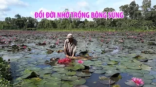 Làm giàu nhờ vào bông súng