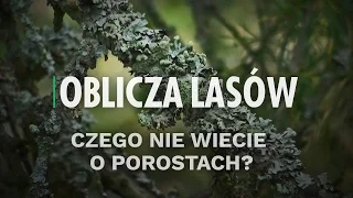 Czego nie wiecie o porostach? | Oblicza lasów #3