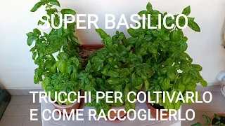 Come COLTIVARE e RACCOGLIERE il basilico (anche in CASA!)