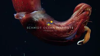 Ocean Watch (Official Trailer) | A Story of Deep Sea Exploration