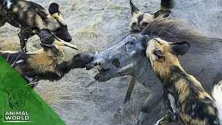 8 Brutal Hunt, Eat Alive Preys Of Wild Dogs | Animal World