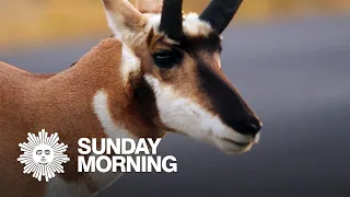 Nature: Pronghorn antelope