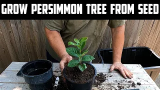 Grow Persimmon Tree From Seed