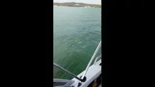 Lake Macquarie, Great White Shark