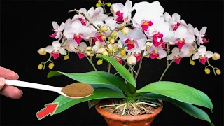 Sprinkle 1 Spoon! Roots, Leaves And Orchids Bloom Continuously All Year Long