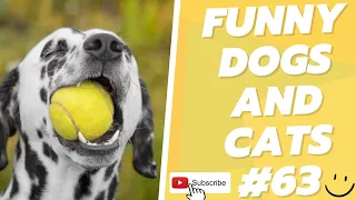 Funny Animal Videos 2022  Best Dogs And Cats Videos 😺😍 # 63