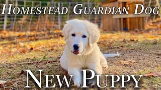 New Maremma Sheepdog!