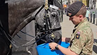 King's Horse drinks, then smiles at the King's Guard on a super hot day in London! 05.09.2023.