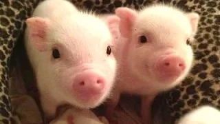 Śliczne mikro pig - słodkie mini filmy świnią. Kompilacja