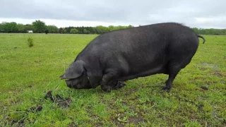 Have you ever seen a Large Black Pig Graze pasture this way?