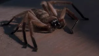 Arachnophobia Body Count