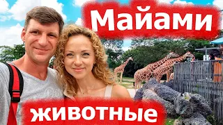 Майами - животные. Зоопарк. Парк бабочек. Сафари. США 2022.