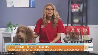 Pet Dental Hygiene Hacks: Veterinarian-approved Tips During National Pet Dental Health Month